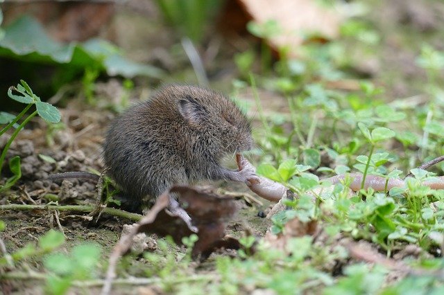 vole