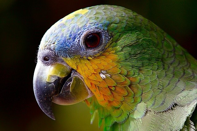 parrot