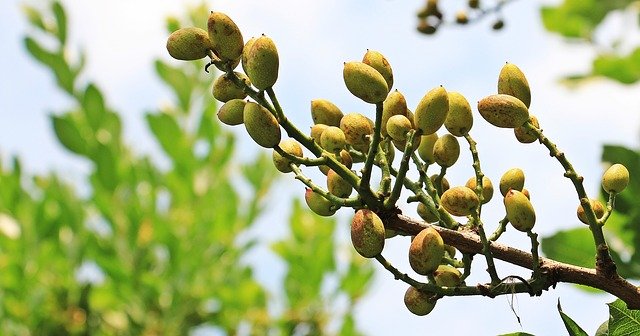 pistachios growing