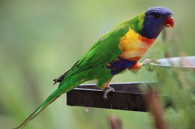 lorikeet eating