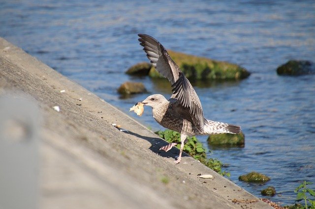 seagull chick