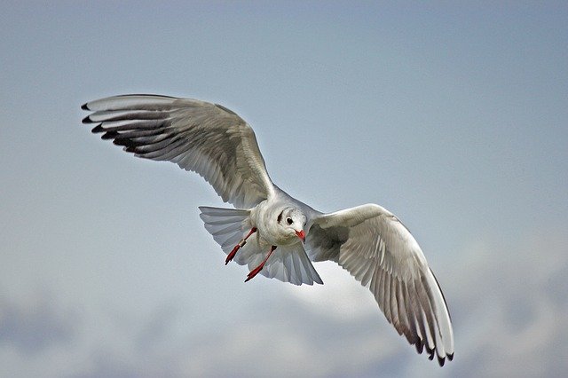 seagull flying