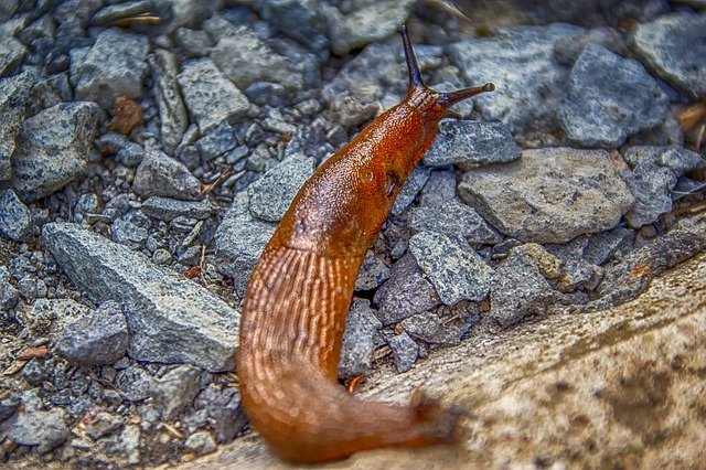 slug