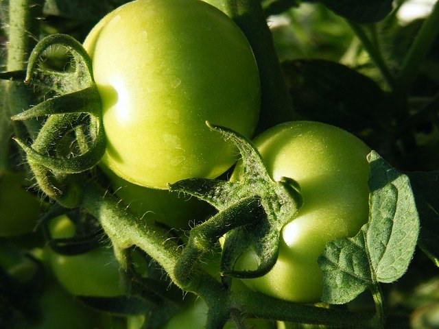 green tomato