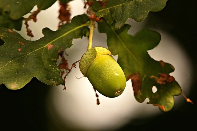 acorn