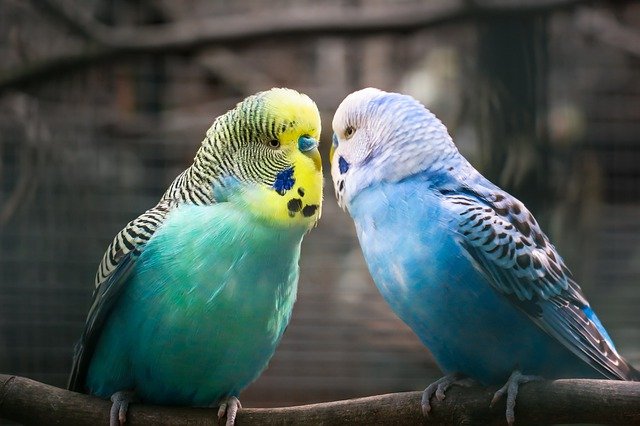 budgie