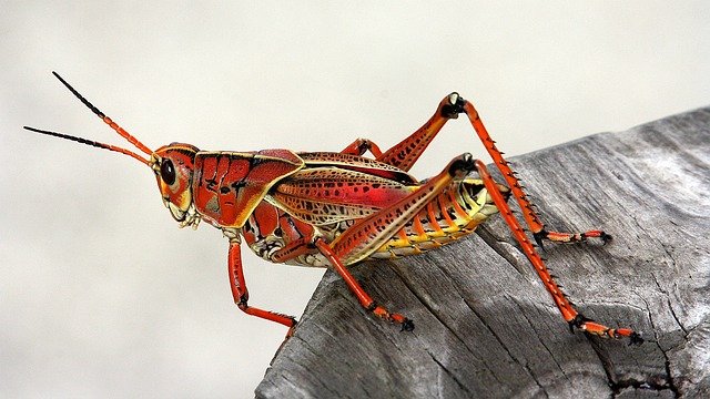 grasshopper