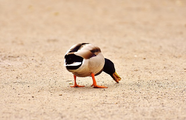 mallard