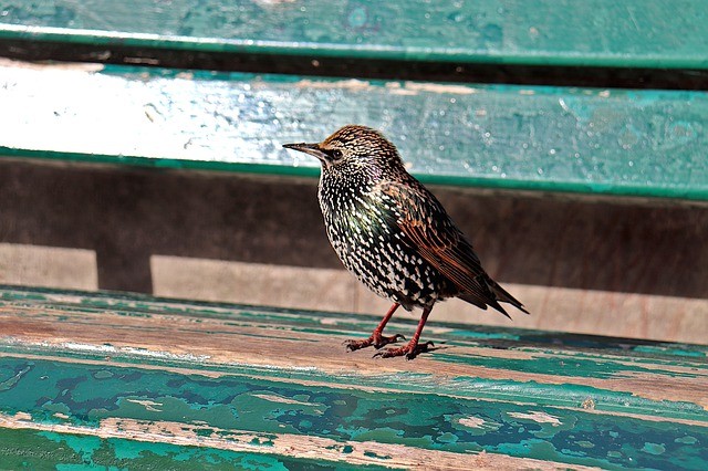 starling