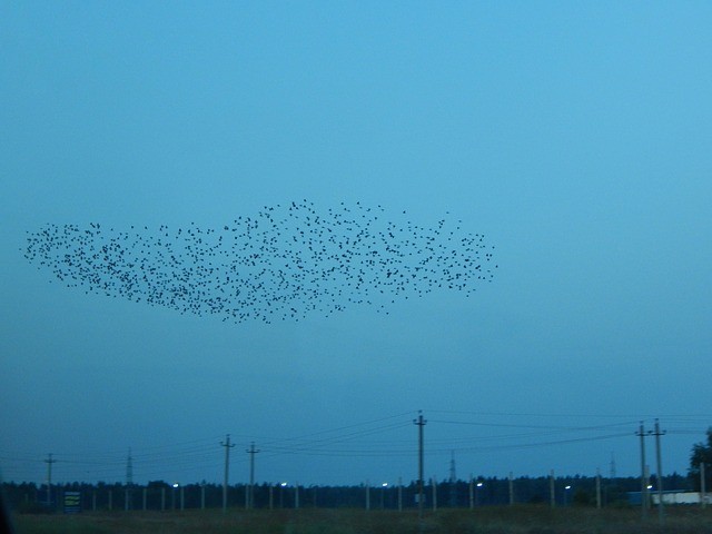 Murmuration