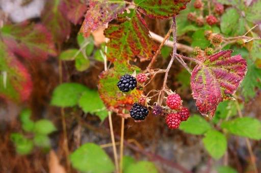 bushes with berries