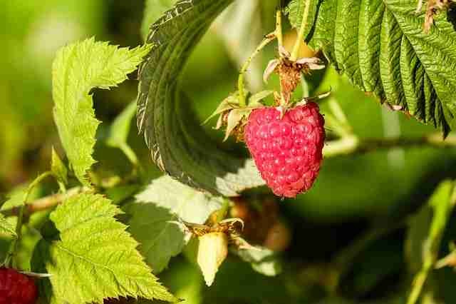 raspberry bush