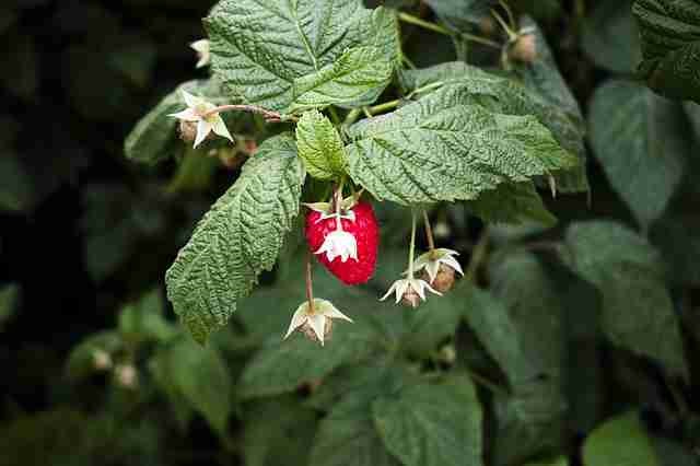 raspberry garden