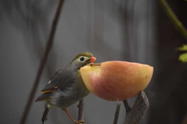 Wild Bird Apple