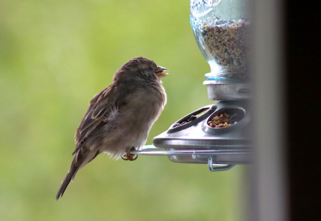 What do Sparrows Eat? [Learn Their Diet & Favourite Foods] (+ More FAQs)