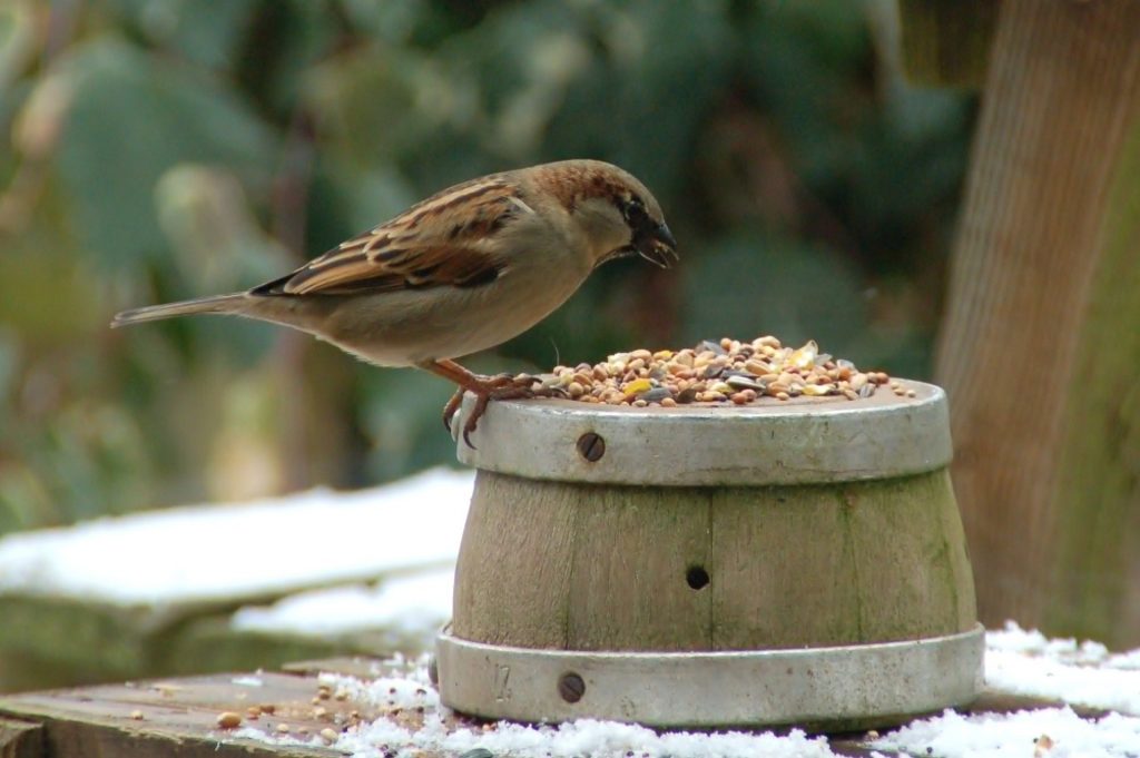 What do Sparrows Eat? [Learn Their Diet & Favourite Foods] (+ More FAQs)