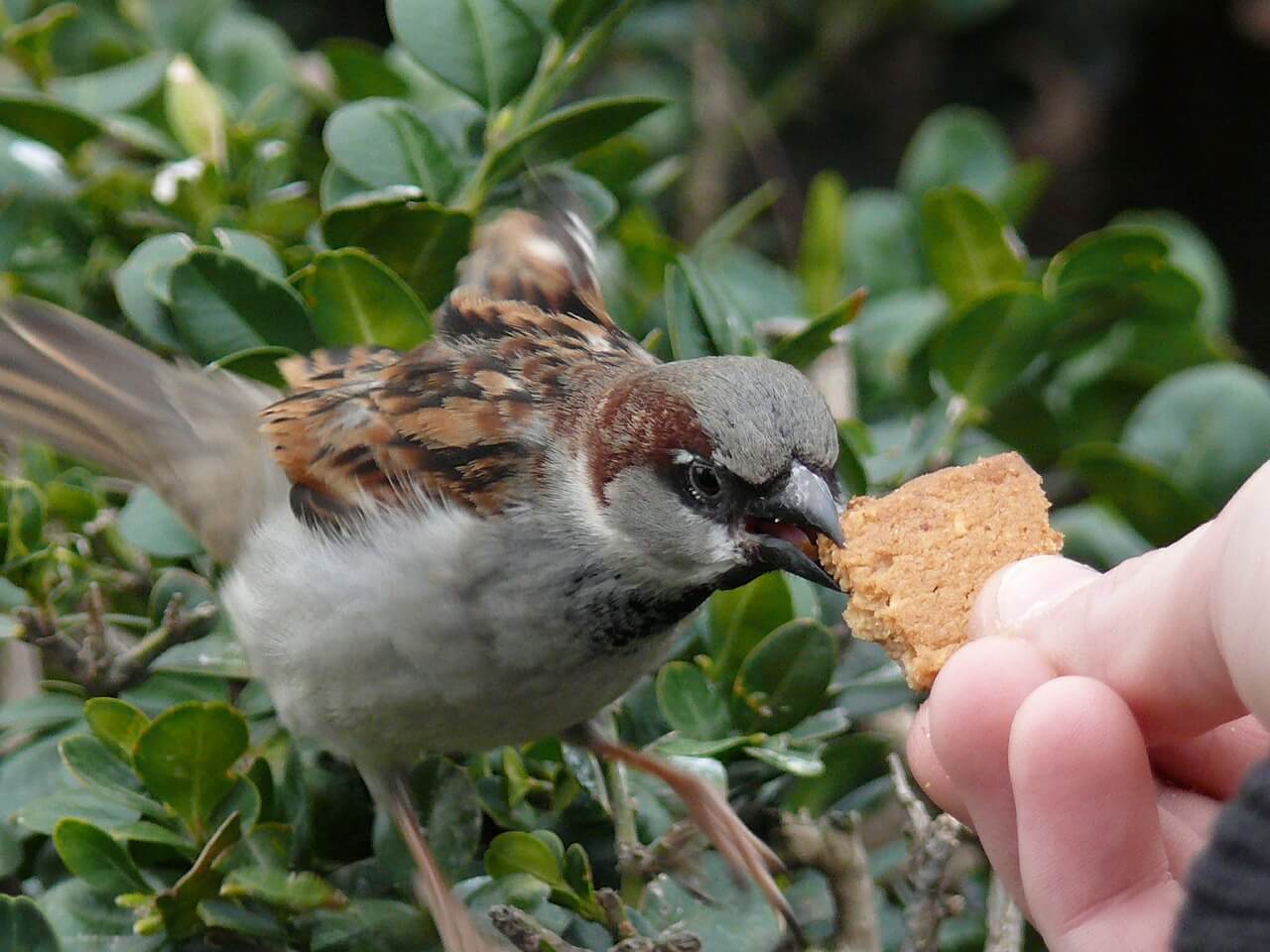 what do sparrows eat