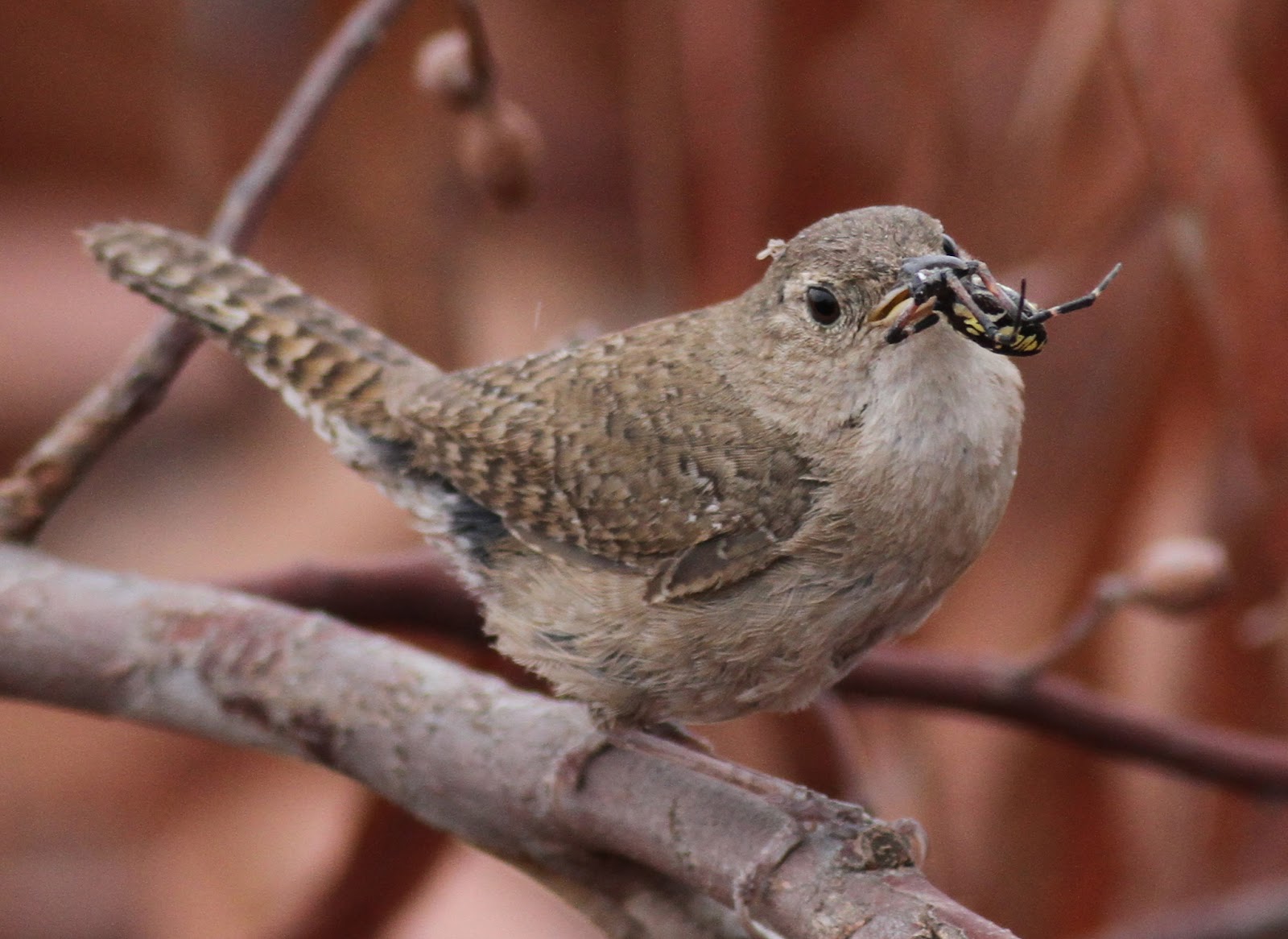 what do wrens eat