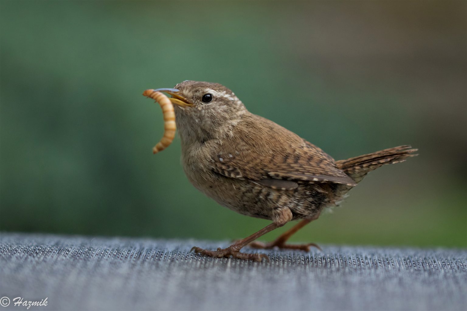 What Does A Jenny Wren Mean