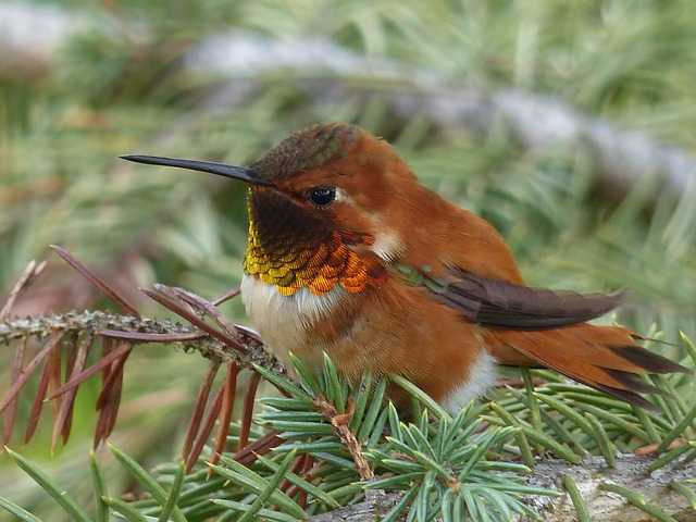 where-do-hummingbirds-go-at-night-mystery-solved