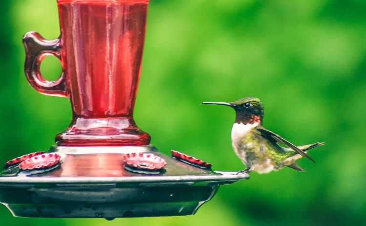 Bird Feeding Advice Information Bird Feeder Expert