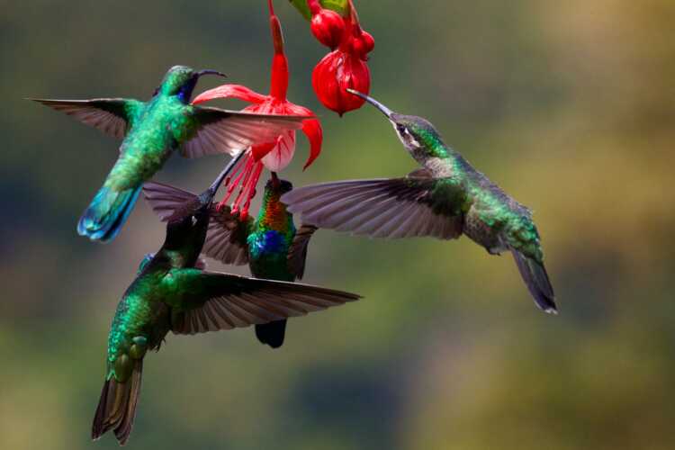 selective focus photo of four green humming birds with red flowers