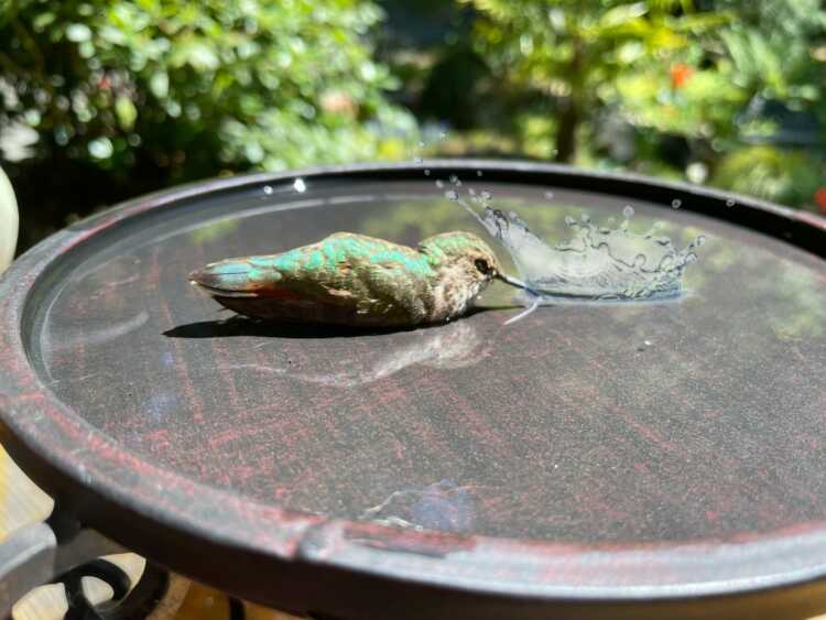 green and white bird on brown round table