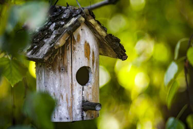 Where to Hang Hummingbird Feeder? (Best Options)