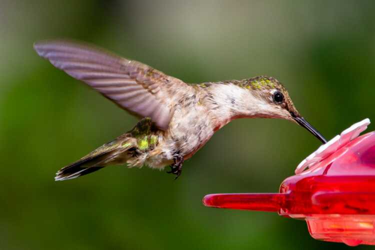 brown and white humming bird flying