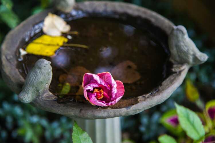 grey birdbath photography