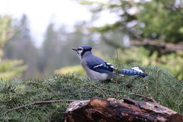 Baby Blue Jays and more Baby Blue Jays, Good morning everyo…