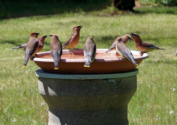 three birds on brown round concrete pot during daytime