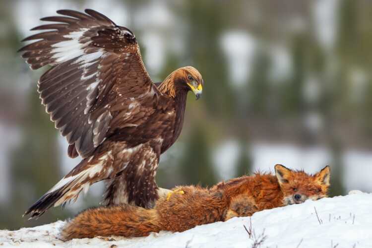 hawk eating cat