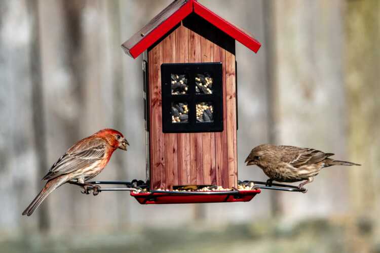 brown bird on red wooden bird house