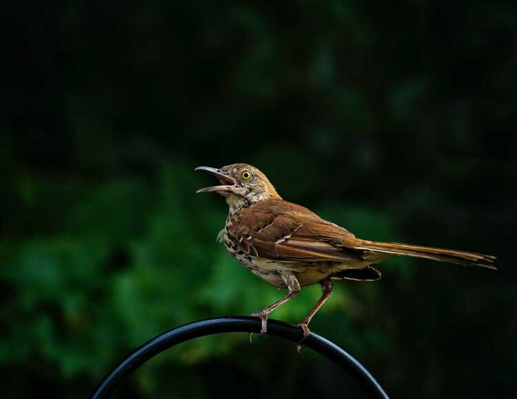 brown perching bird